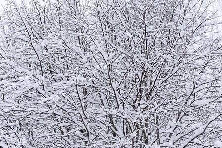 在拉普兰的冬季 这棵树上下着大雪 假期 天空背景图片