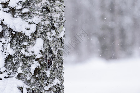 在拉普兰的冬季 这棵树上下着大雪 冬天 美丽背景图片