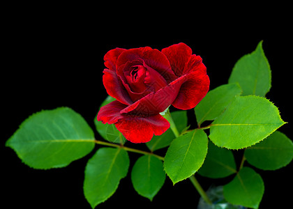 黑色背景的红玫瑰 芽 婚礼 问候语 生日 节 天背景图片