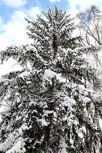 冬季暴雪之后的树木 天 木头 冬天 冷杉图片
