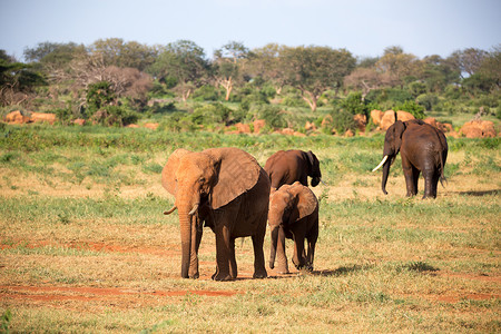 在经过肯尼亚的途中 一大批红象组成的大家族 察沃国家公园 旅行背景图片