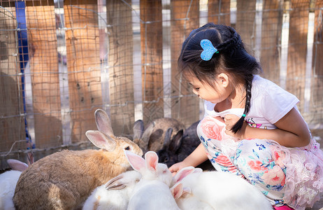 可爱的小亚洲女孩喂养农场的兔子 哺乳动物 毛皮自然高清图片素材