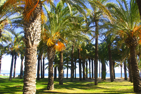 棕榈树 草底和海线放松高清图片素材