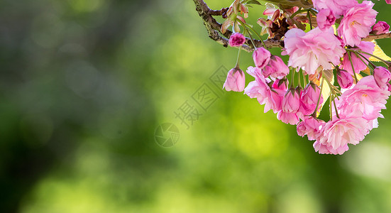 春季 用粉红色花朵 美容和文字空间开动的树 复活节 卫生背景图片