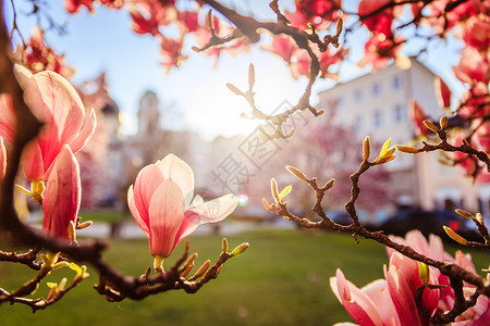 春天 用粉红色木兰花 美容的花朵 晴天 太阳图片