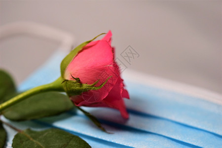 紧贴着外科面具上的粉红玫瑰 花 日常面膜 情人节 摄影背景图片