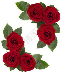 约惠情人节惠特红玫瑰花角设计 花的 庆典 艺术 浪漫的 礼物 假期背景