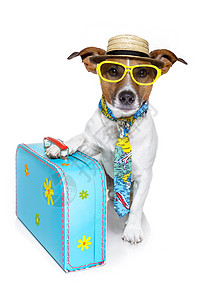 度假旅游狗 自由的 喜悦 孤儿 时尚 逃跑 无助 幽默背景图片