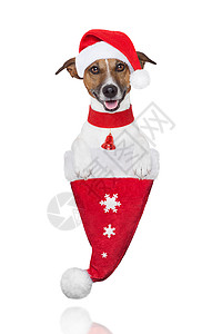 戴帽子的圣诞狗背景图片
