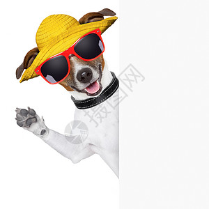 夏季狗横幅 有趣的 标语牌 展示 控制板 夏天 支撑 杰克罗素热的高清图片素材