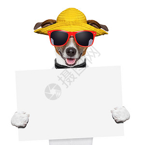 夏季狗横幅 太阳 太阳镜 夏天 卡片 热的 游客 纸板 假期晴天高清图片素材