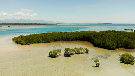 金海湾红树林菲律宾Palawan 珊瑚礁上的红树林 菲律宾 巴拉望岛 海背景