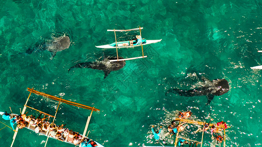 b 菲律宾宿务岛的奥斯陆鲸鲨观察 自然 鸟瞰图高清图片