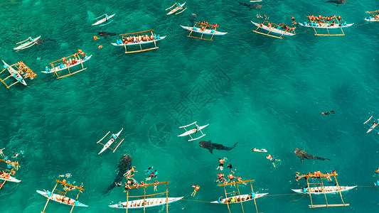 b 菲律宾宿务岛的奥斯陆鲸鲨观察 奥斯洛布 蓝色的高清图片