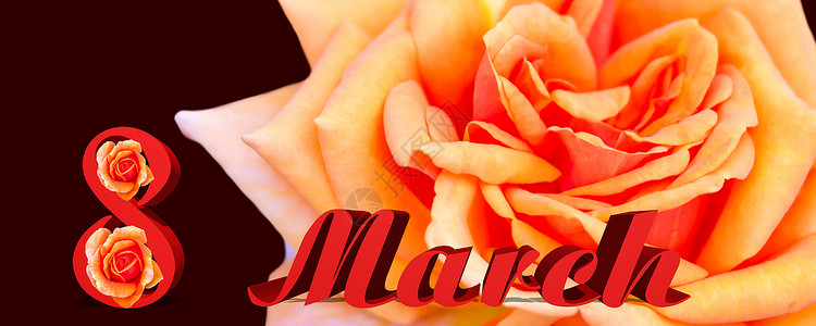 3月8日 在黄橙玫瑰上登了标语 在3月8日 新鲜的 女性背景图片