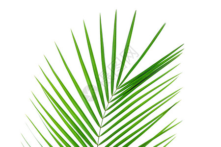 在白色背景隔绝的美丽的棕榈叶 异国情调的计划 植物 苏铁背景图片