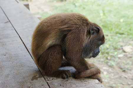 秘鲁 南美洲亚马逊流域的猴子 风景 拉丁 荒野蓝色地平线高清图片素材