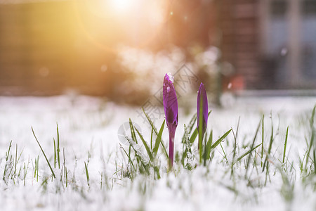 耀眼春天来临前院的雪泉春天 雪中的花朵 克罗库斯 春天的第一天背景
