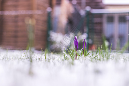 耀眼春天来临前院的雪泉春天 雪中的花朵 克罗库斯 园艺背景