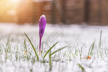 耀眼春天来临前院的雪泉春天 雪中的花朵 克罗库斯 季节背景