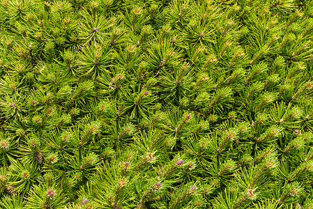 松树枝绿叶背景背景图片