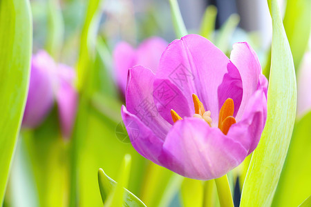 春天或夏天的美丽盛开的郁金香 祝贺妇女节庆春节 新鲜鲜花店铺高清图片素材