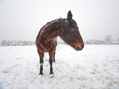 马站在雪覆盖的田地上 温柔的下雪 旅行 运输车高清图片