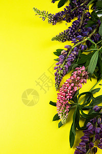 文本的黄纸模拟 假期 花束 边界 紫丁香 笔记 夏天 作品背景图片