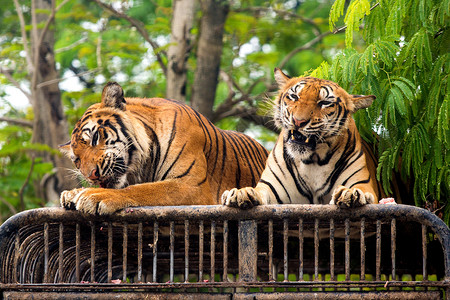 动物园老虎虎虎在动物园的喂养节目 户外 训练 食肉动物 公园背景
