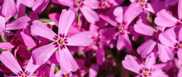 春天粉红花福禄考 爬行 苔藓粉或山福禄考的背景 绽放 美丽的背景图片