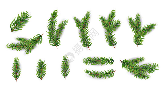 松树透明素材圣诞 TreePine 的逼真冷杉树枝收藏集 它制作图案矢量背景