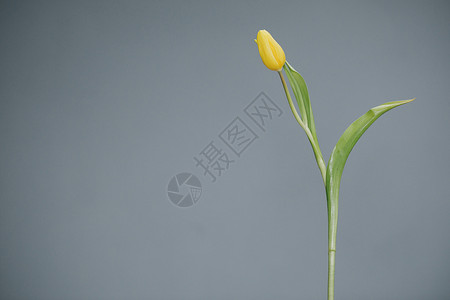 灰色背景的黄色郁金香 母亲节 春天 文字空间盛开高清图片素材