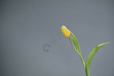 灰色背景的黄色郁金香 母亲节花束高清图片素材