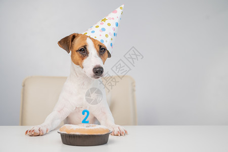 第二个蜡烛杰克罗素梗犬戴着节日帽 旁边是白色背景上点着蜡烛的馅饼 这只狗正在庆祝它的第二个生日 犬类 桌子背景
