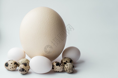 在白色背景的鸵鸟 鸡和鹌鹑蛋 在蓝色背景上直立位置的大鸵鸟蛋 白色背景下不同鸟类蛋的 Pasal 成分背景图片