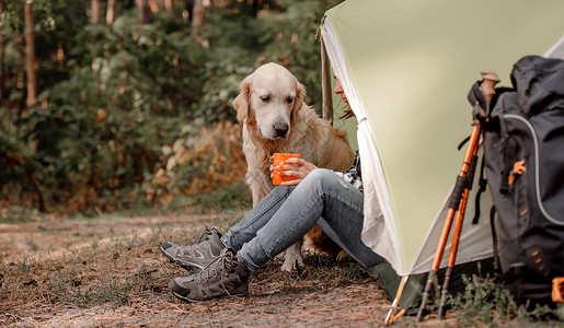 茶犬狗在山林中与金色猎犬一起野营背景