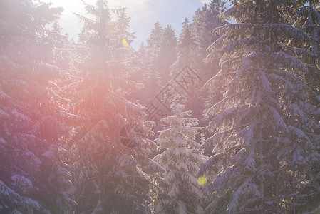日落时森林冬季景观 季节 寒冷的 早晨 天空 太阳 云杉图片