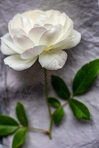 白玫瑰鲜花图片