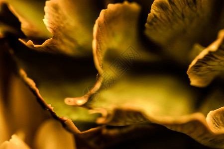 抽象花卉康乃馨花 假日品牌设计的宏花背景 艺术 花的图片