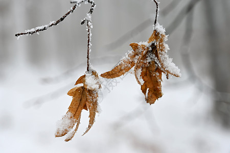 冬季自然 季节性冬天寒冷背景 树上的雪枝 温度图片