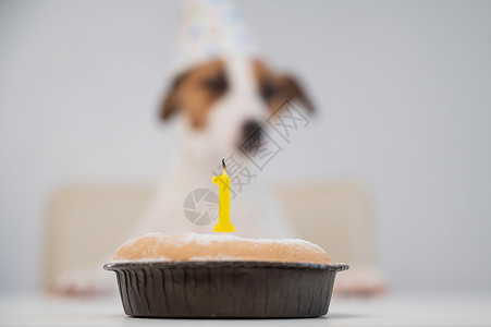 一只戴帽子的狗吹出一根蜡烛 头号是白色背景 杰克·罗素·泰瑞尔庆祝其第一个生日背景图片