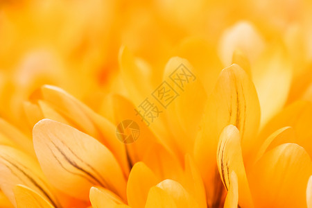 黄岗岩黄花朵 用于节假日设计的多种花岗背景 春天背景