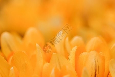 黄岗岩黄花朵 用于节假日设计的多种花岗背景 绽放背景