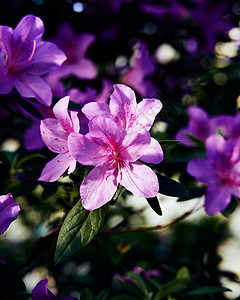 杜鹃花的喜怒无常的花朵 深绿色背景上的大粉红色花蕾 春天的第一缕阳光照在杜鹃花丛美丽的粉红色花蕾上背景图片