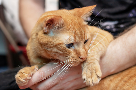 一只猫在男人怀里的特写图片素材