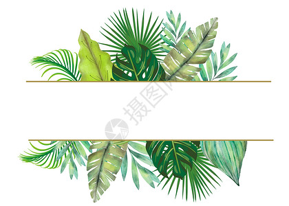 水彩热带植物手绘水彩叶子装饰插画
