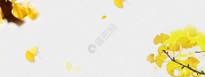 ps秋叶素材黄色的银杏叶设计图片