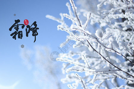 积雪的树枝霜降设计图片