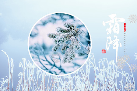 松树素材照片霜降叶子背景设计图片
