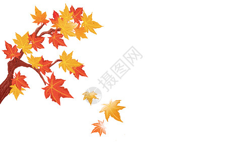 秋天的树叶大自然秋天枫叶背景插画